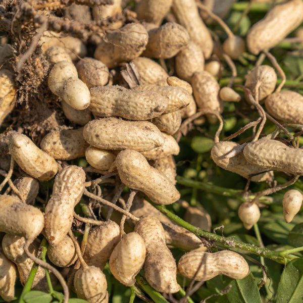 2.Nouvelle-prod-Cacahuète