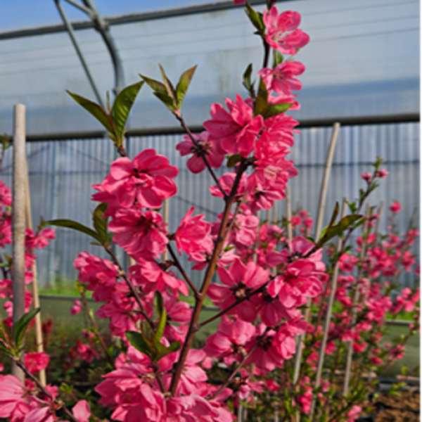 2.Nouvelle-prod-Prunus