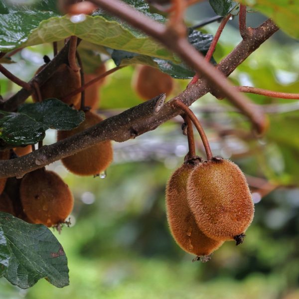 2.Nouvelle-prod-kiwi
