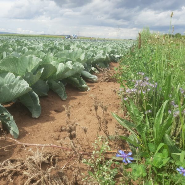 Bande fleurie aux abords d'une culture de chou