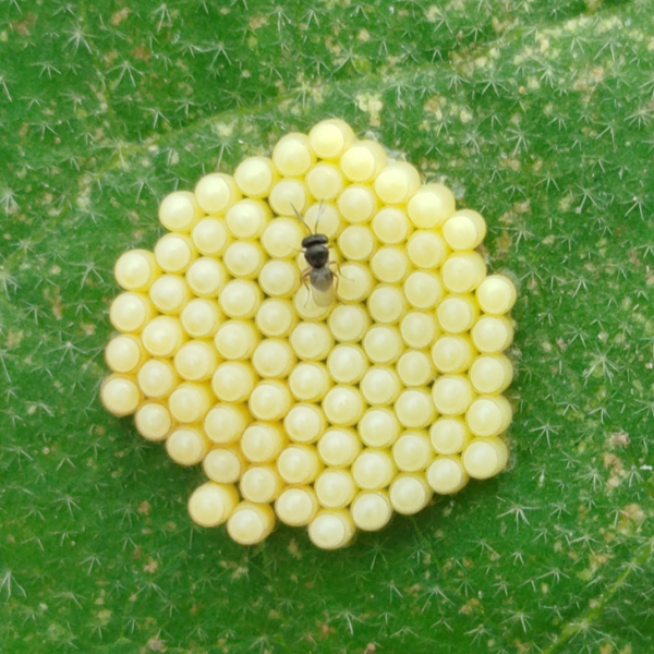 Parasitoïde sur oeufs de punaise