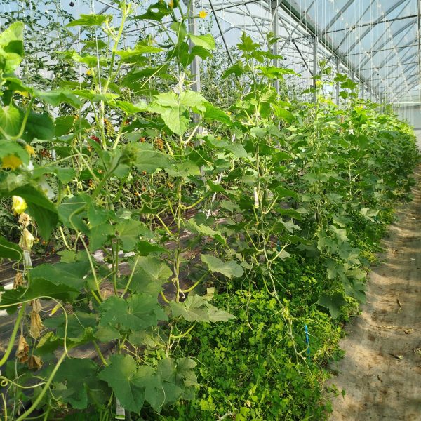 Concombre planté dans un couvert de trèfle