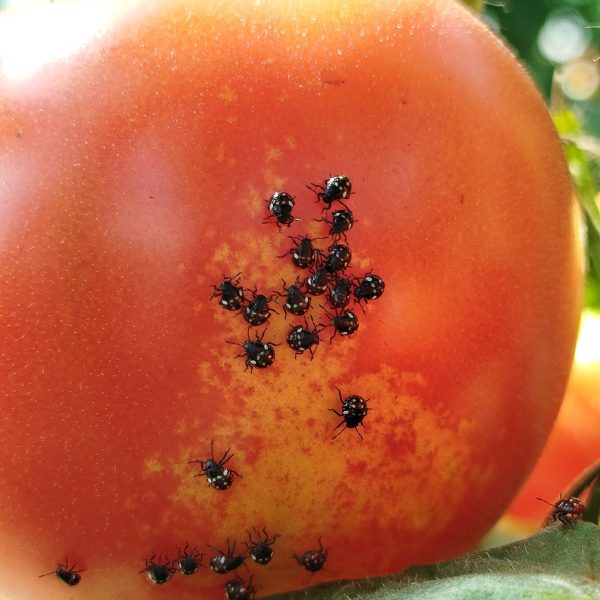 Jeunes larves de punaise sur tomate
