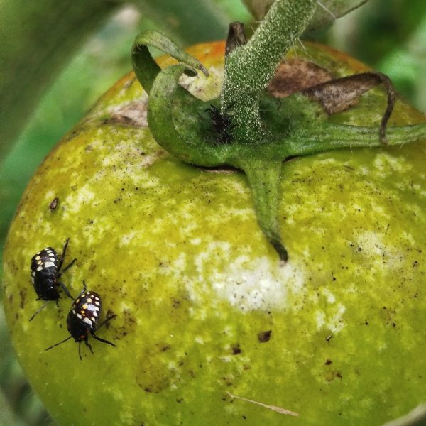 Jeunes larves de punaise sur tomate