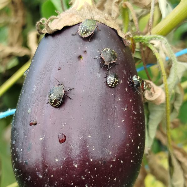 Plusieurs stades larvaires de Nezara viridula sur aubergine