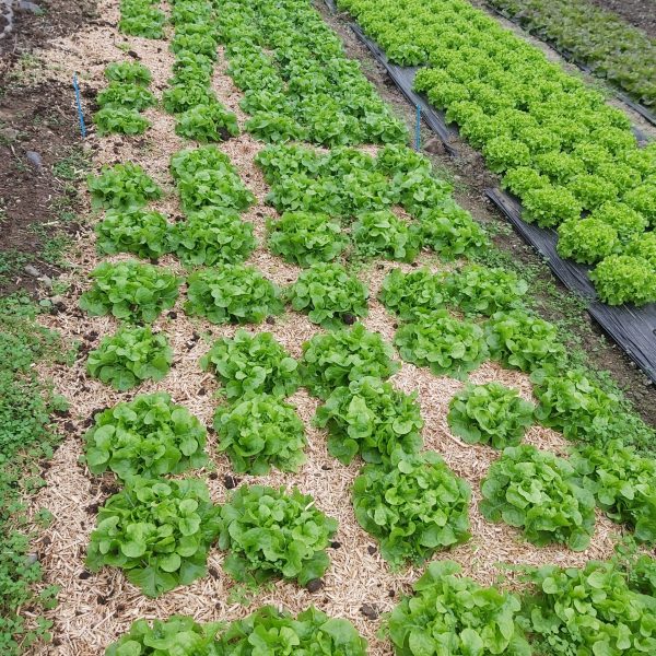 Salade avec un compost de miscanthus