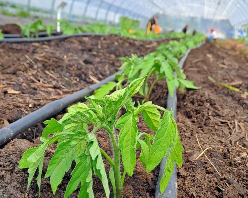 Tomate planté dans du compost importé