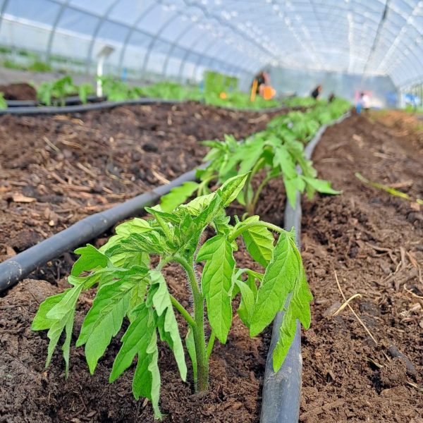 Tomate planté dans du compost importé