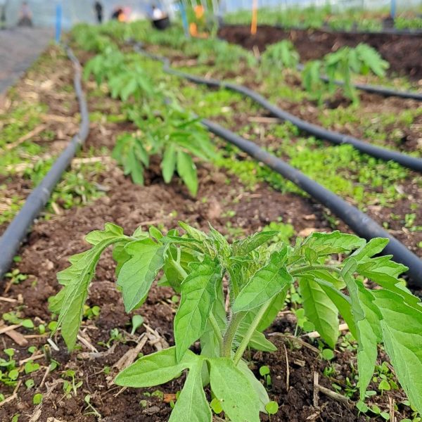 Tomate plantée avec un couvert de trèfle