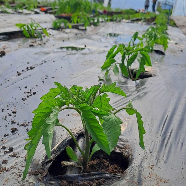 Tomate cultivée sur bâche plastique